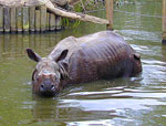 An image of a rhino wading in water