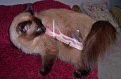 a cat with bacon taped to his back