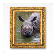 Cropped image of a rhino in a gilt frame